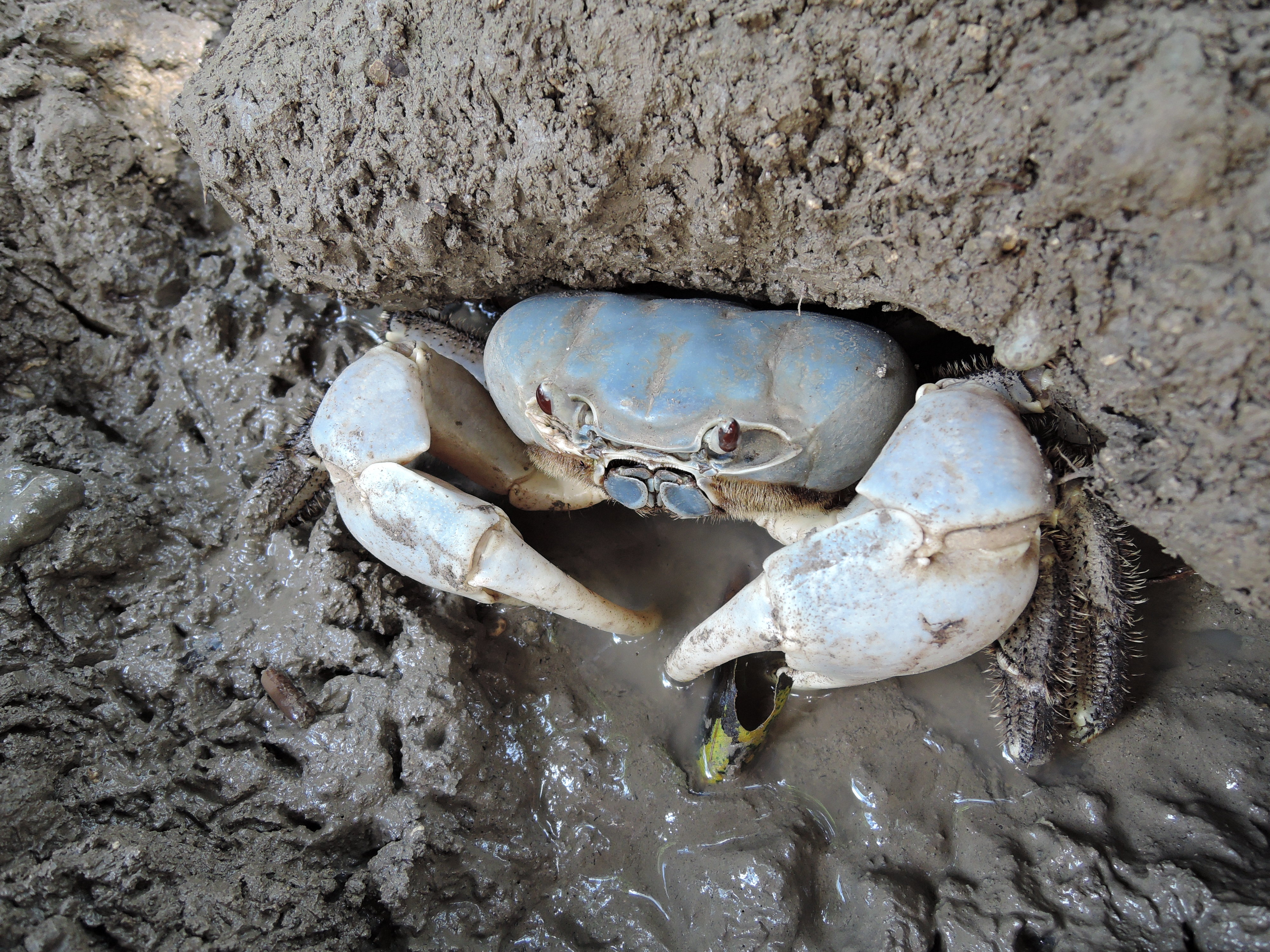 Christmas Island blue crab (photo credit: Isarena Schneider)